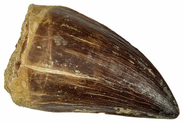Fossil Mosasaur (Prognathodon) Tooth - Morocco #322670